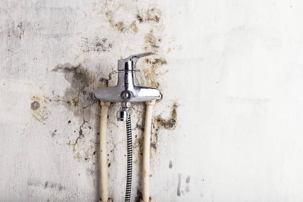 Best Fast Mold Removal  in Brown Station, MD