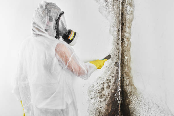 Best Mold Testing  in Brown Station, MD