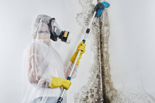 Best Office Mold Removal Services  in Brown Station, MD