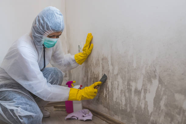 Best Local Mold Removal Service  in Brown Station, MD