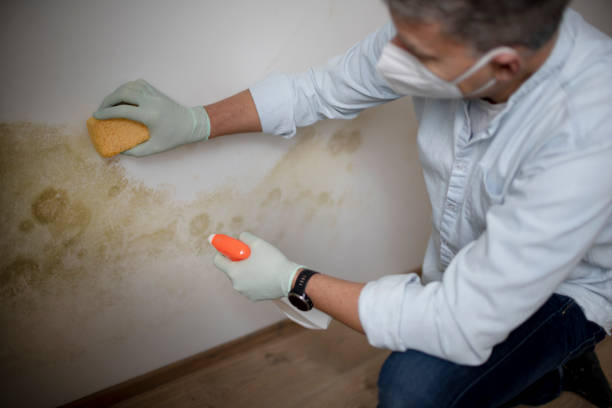 Attic Mold Removal in Brown Station, MD