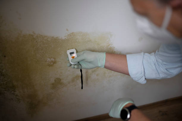 Best Attic Mold Removal  in Brown Station, MD