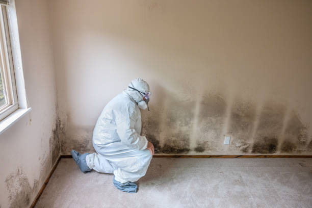 Best Certified Mold Removal  in Brown Station, MD