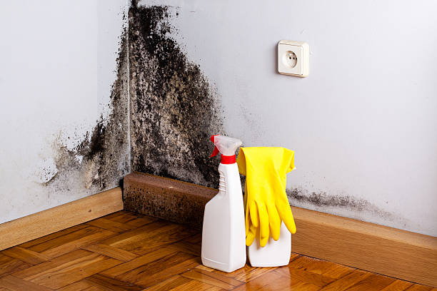 Best Toxic Mold Removal  in Brown Station, MD
