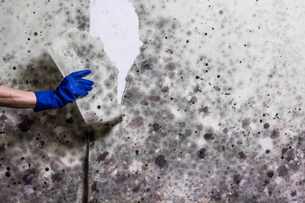 Best Mold Removal Company Near Me  in Brown Station, MD